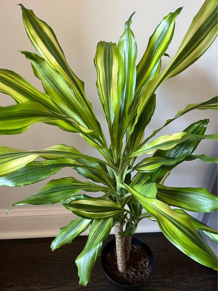 Corn Plant - photo 2