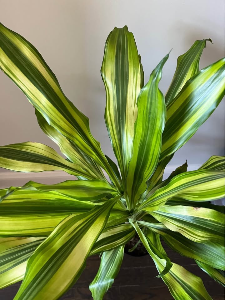 Corn Plant - photo 3