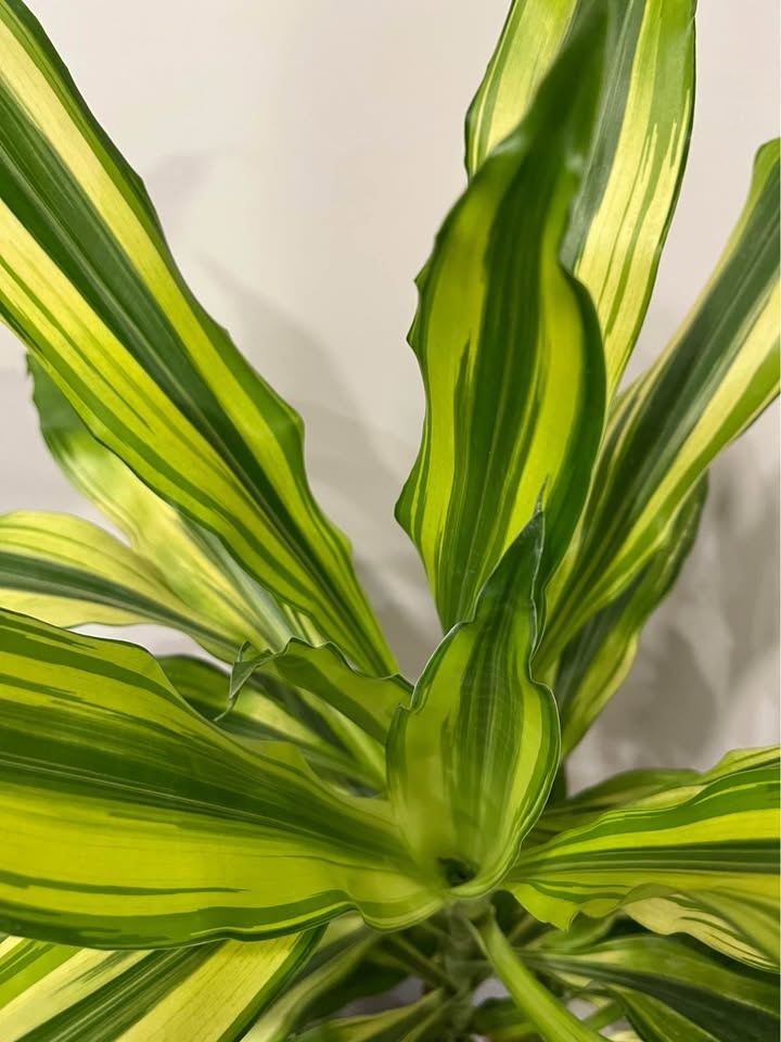 Corn Plant - photo 4