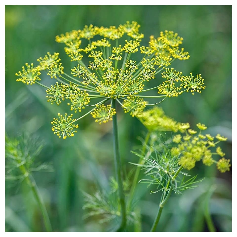 Dukat Dill (Herb Seeds)@Mississauga