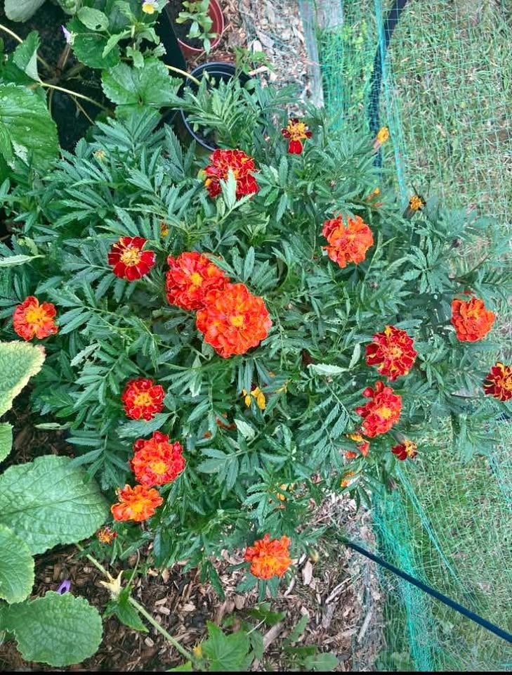 Marigold flower seeds@Mississauga