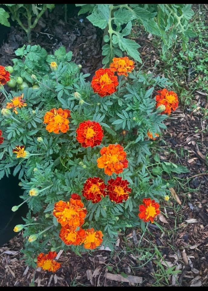 Marigold flower seeds@Mississauga - photo 2