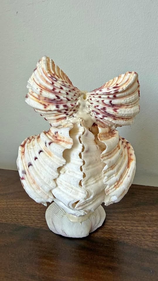 Handmade Seashell Owl Figurine – Unique Coastal Decor