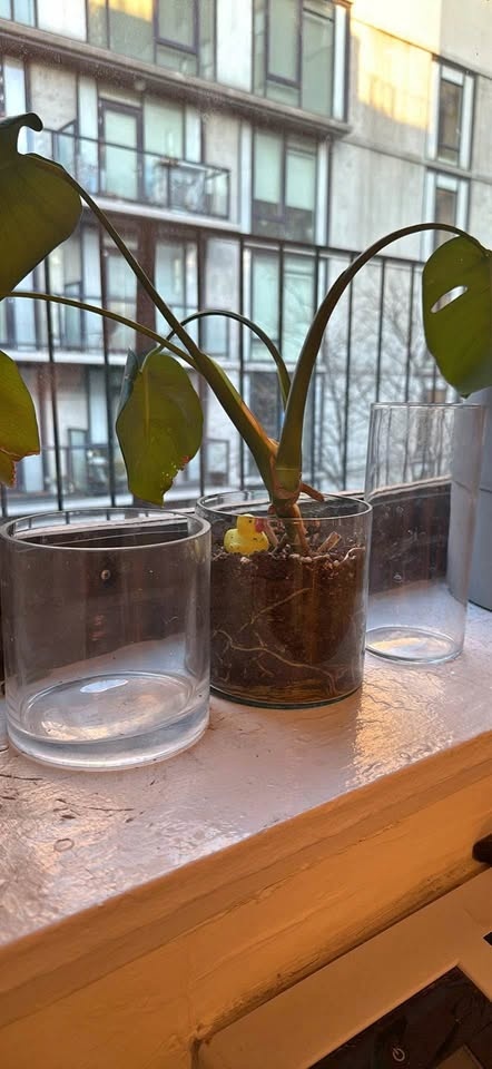 Glass Pot/Planter Set Incl Plant
