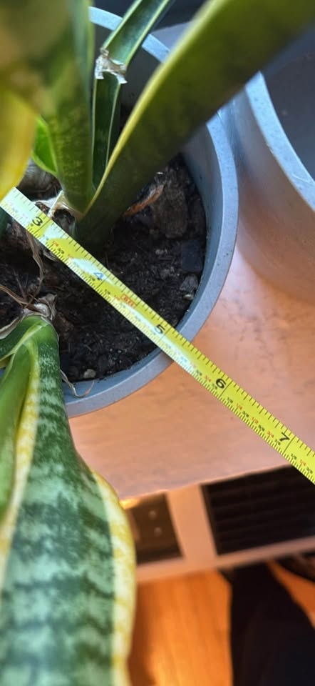 Grey Pot/Planter Set (4) Incls Plant 🌱 - photo 4