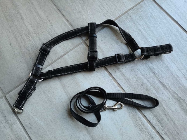 big Dog Harness and Leash, washed n clean