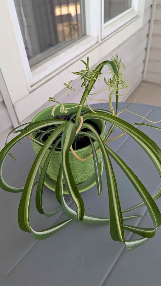 Spider Plant - Indoor Plant