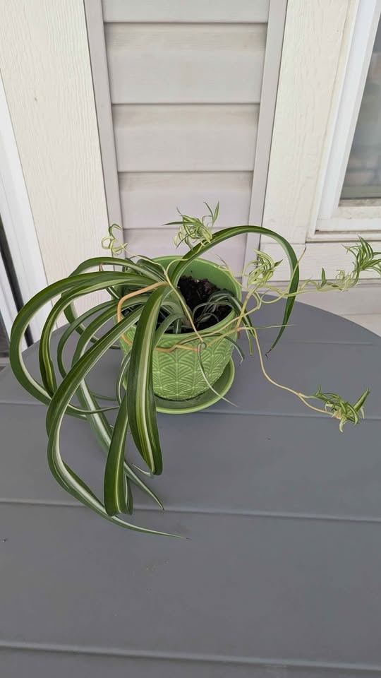 Spider Plant - Indoor Plant - photo 2