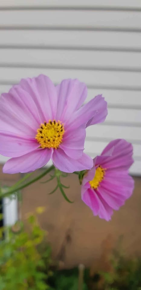 150+ Cosmos Seeds - Beautiful Annual Flowers - photo 2