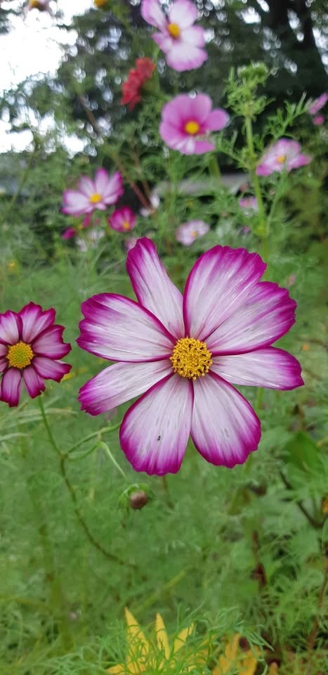 150+ Cosmos Seeds - Beautiful Annual Flowers - photo 4