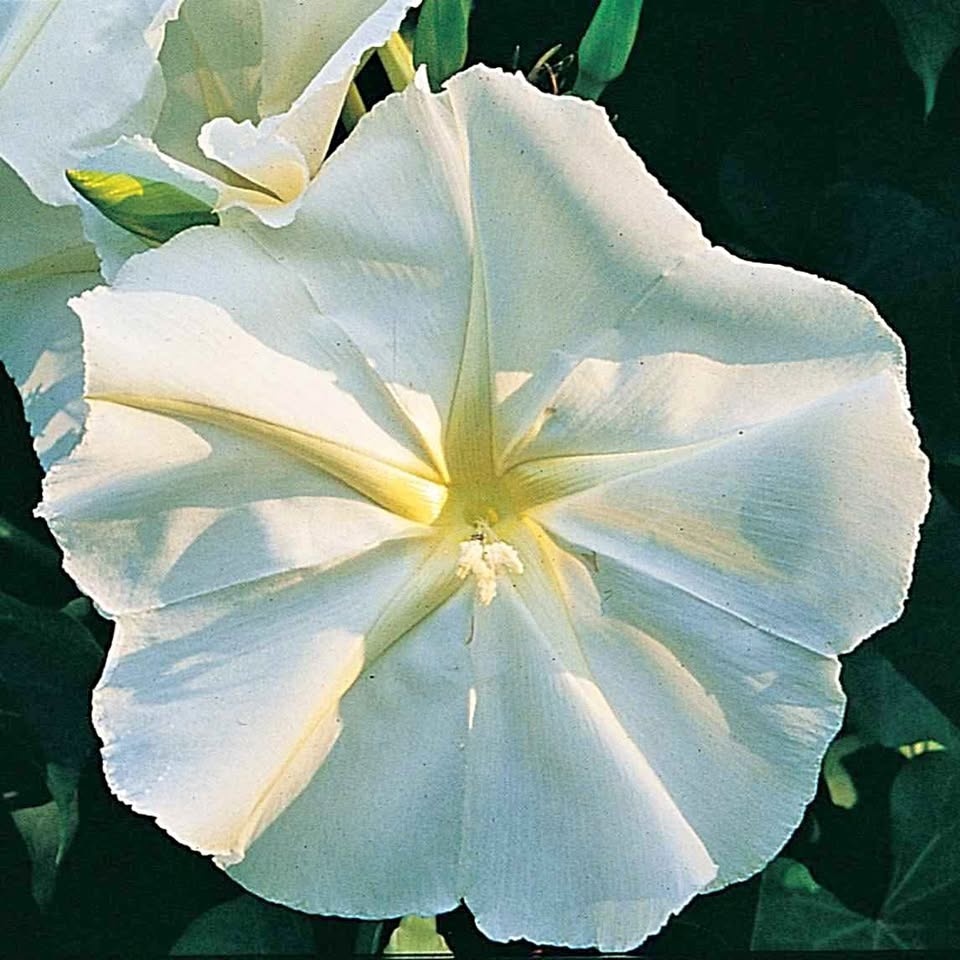 Moonflower (Climbing variety) Seeds Annual