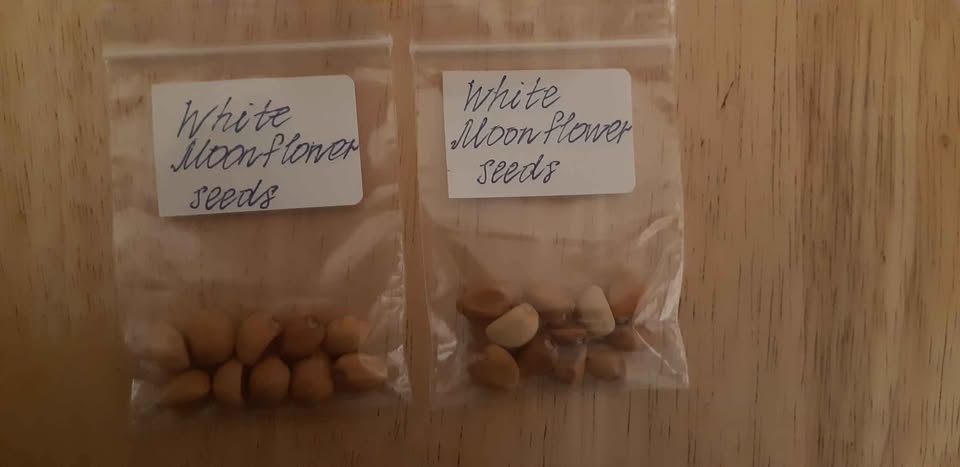 Moonflower (Climbing variety) Seeds Annual - photo 2