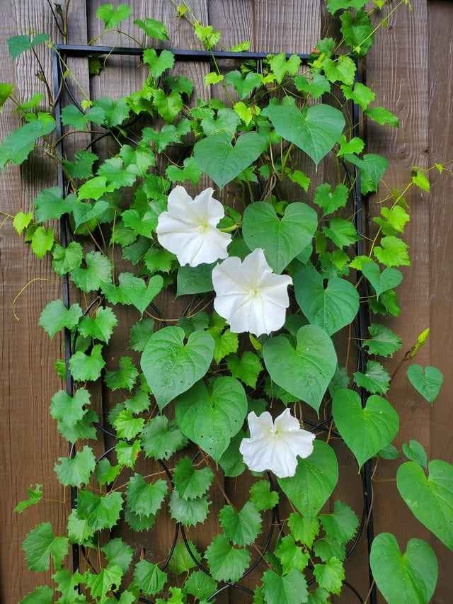 Moonflower (Climbing variety) Seeds Annual - photo 3
