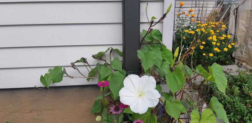 Moonflower (Climbing variety) Seeds Annual - photo 4
