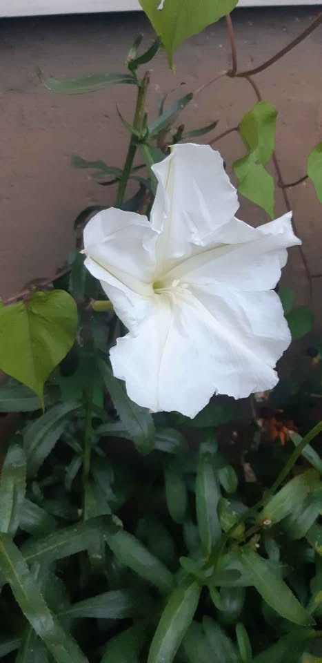 Moonflower (Climbing variety) Seeds Annual - photo 5