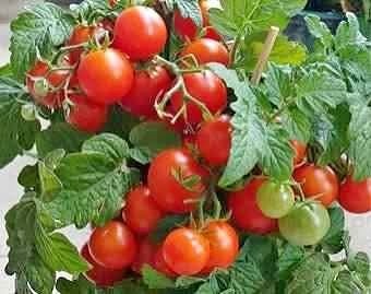 25 Mohamed Micro- dwarf tomato seeds