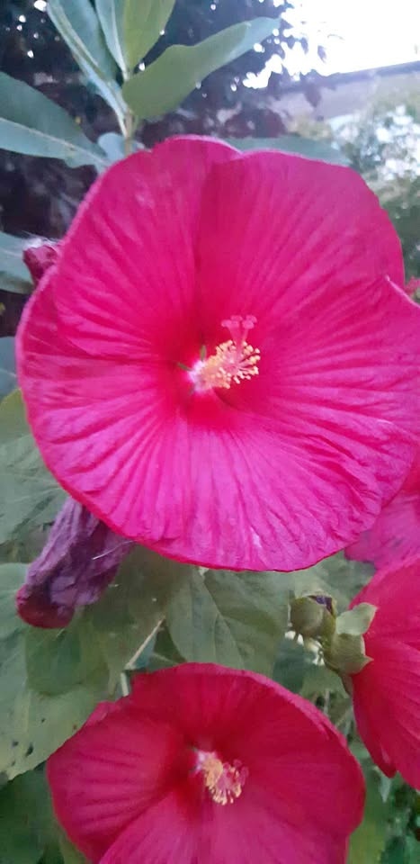 Rose Mallow ( Luna Hibiscus) seeds Perennial