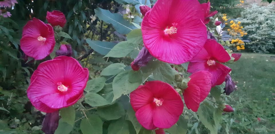 Rose Mallow ( Luna Hibiscus) seeds Perennial - photo 2