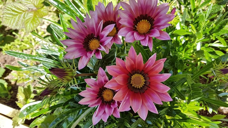 Gazania Rigers seeds Annual