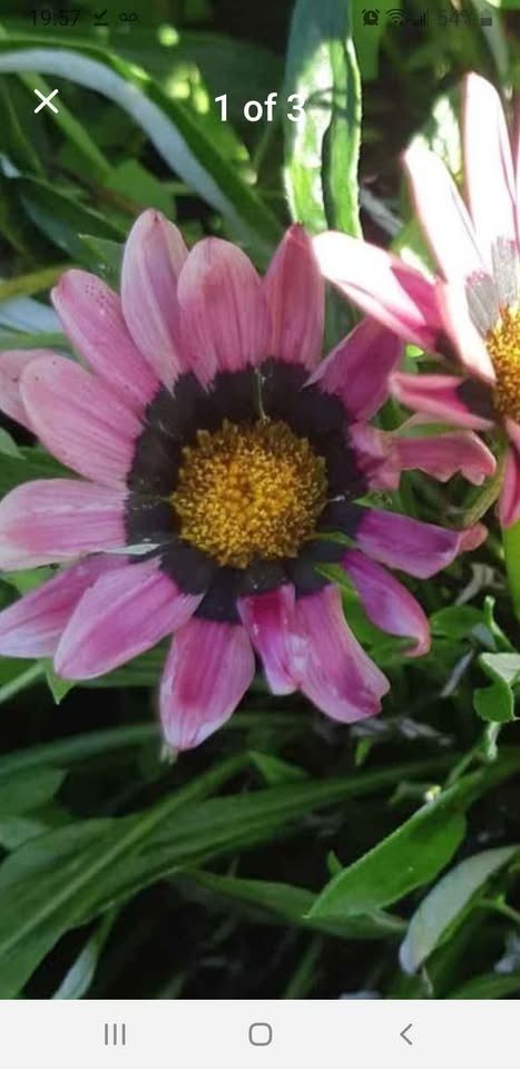 Gazania Rigers seeds Annual - photo 2