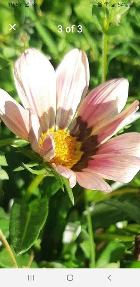 Gazania Rigers seeds Annual - photo 3