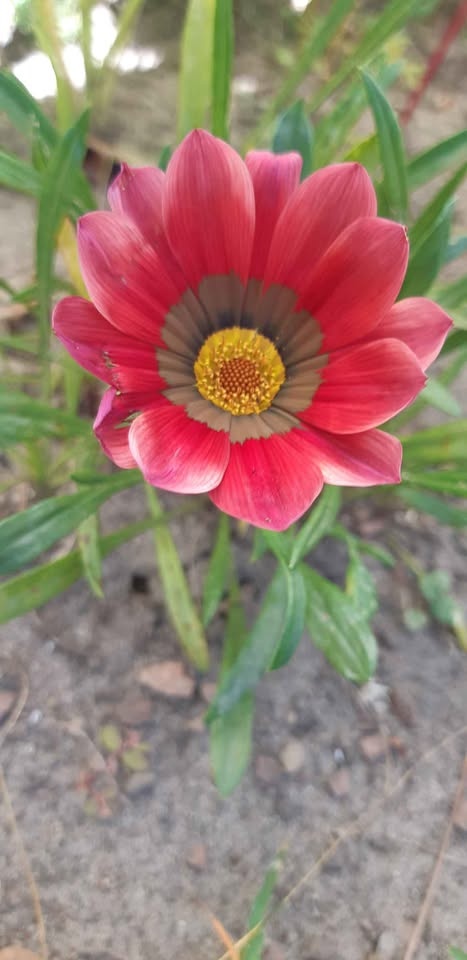 Gazania Rigers seeds Annual - photo 4