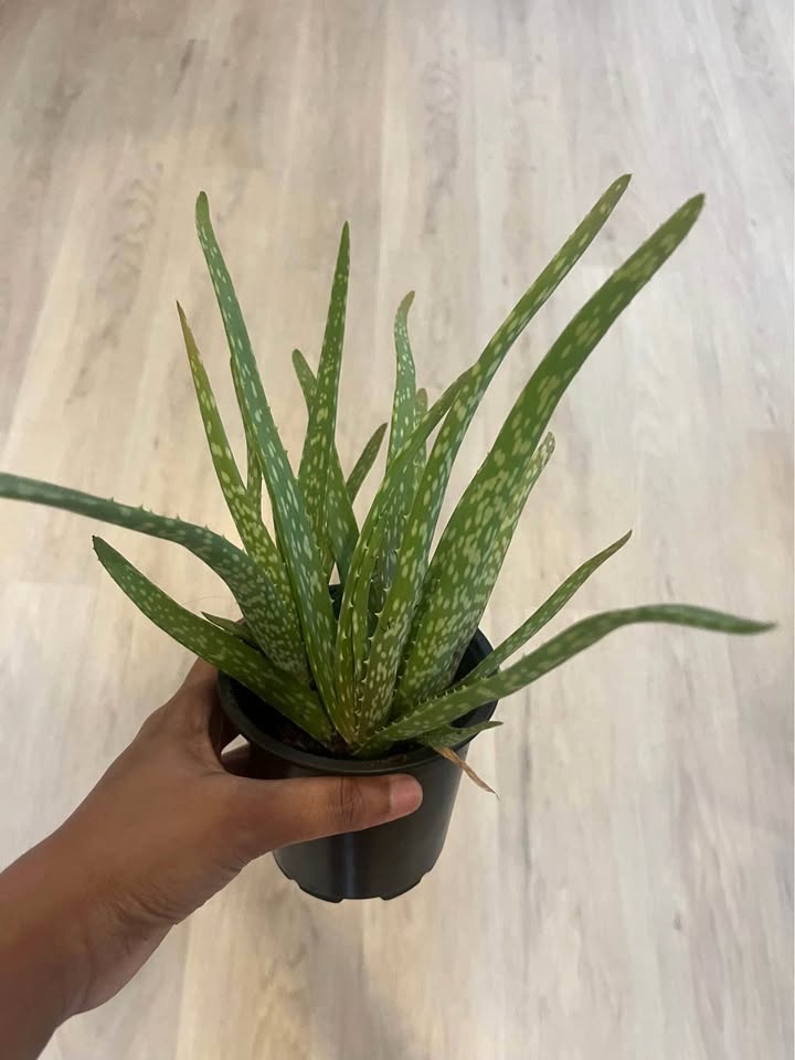 Aloe Vera Plant + Sand