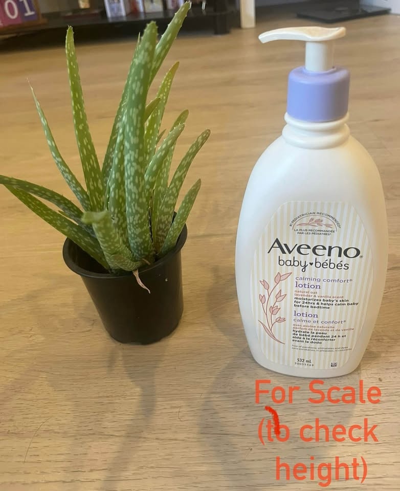 Aloe Vera Plant + Sand - photo 2