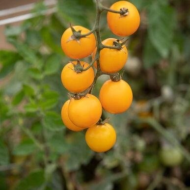 Tomato Heirloom Variety Seeds@Mississauga - photo 3