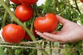 Tomato Heirloom Variety Seeds@Mississauga - photo 4