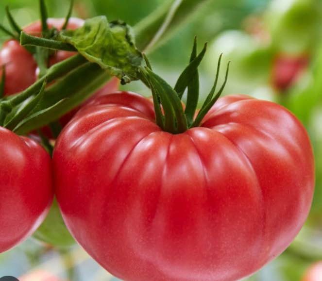 Tomato Heirloom Variety Seeds@Mississauga - photo 5