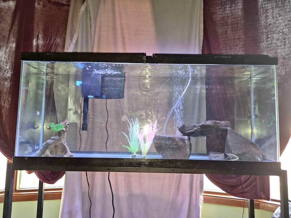 Fish tank 60 gallon