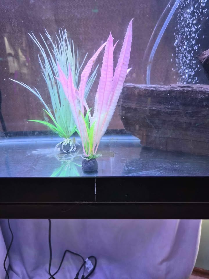 Fish tank 60 gallon - photo 2
