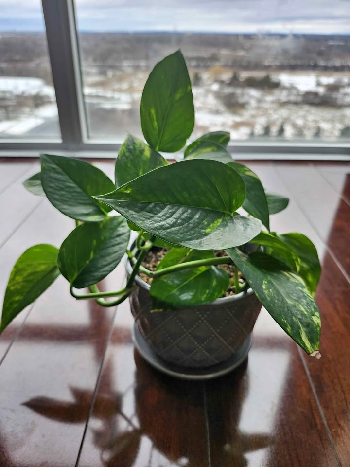Plant and pot