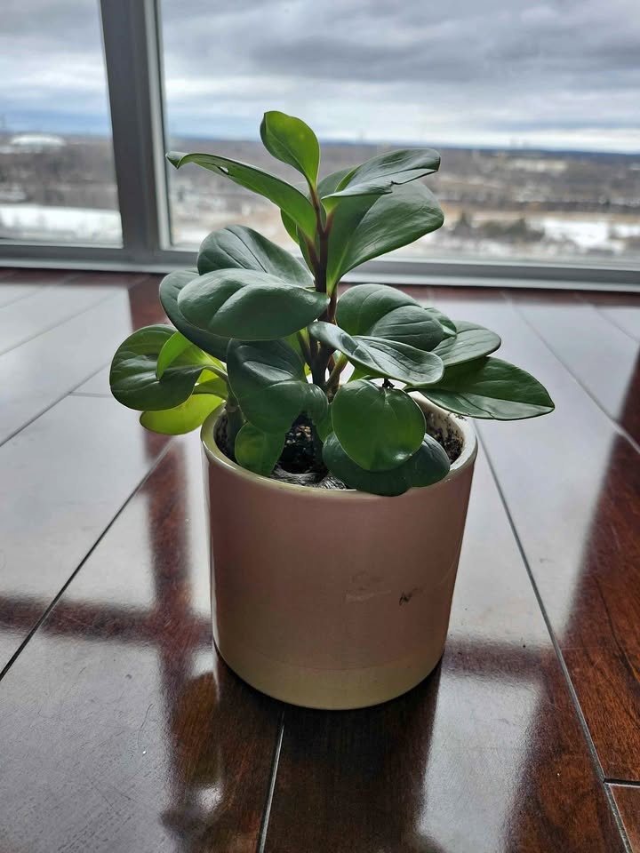 Indoor plant and pot