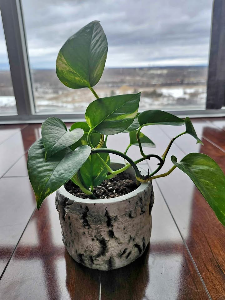 Indoor plant and pot