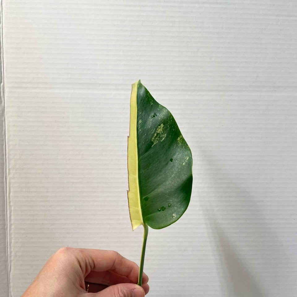 Half-Moon Monstera Aurea