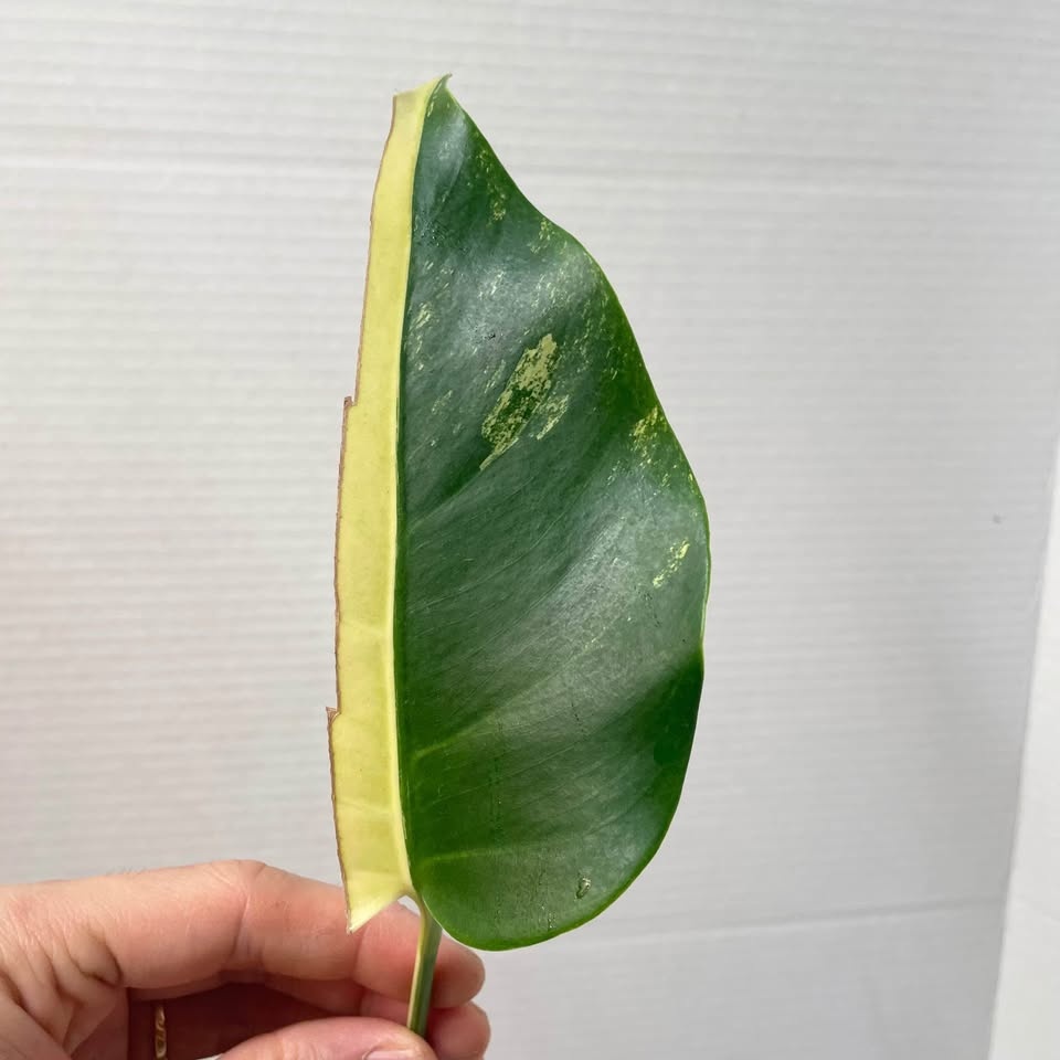 Half-Moon Monstera Aurea - photo 2
