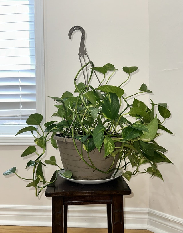 Pothos Plant 🥕