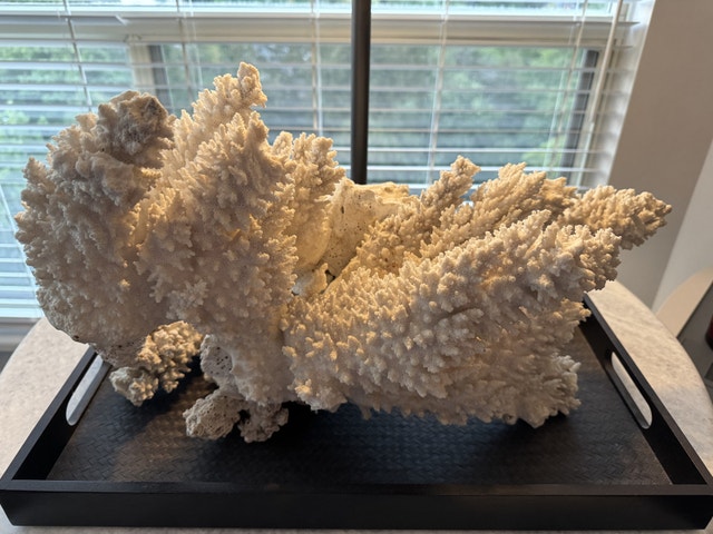 Large (real) white coral, 22” wide