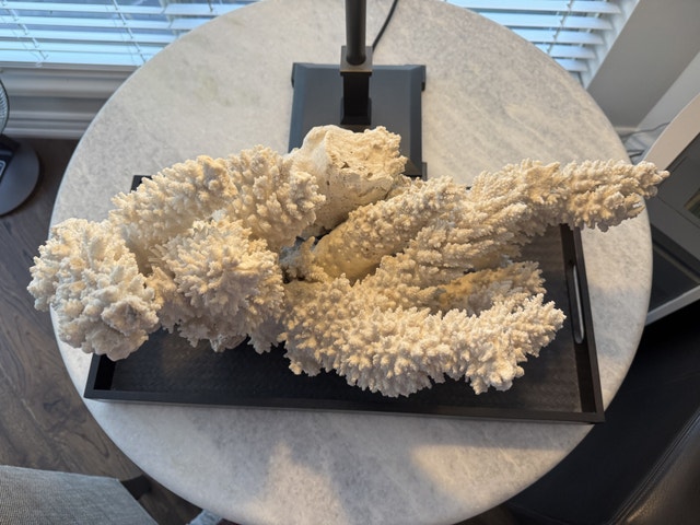 Large (real) white coral, 22” wide - photo 2
