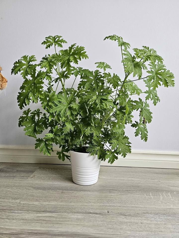 Large Pelargonium 'Citrosum'