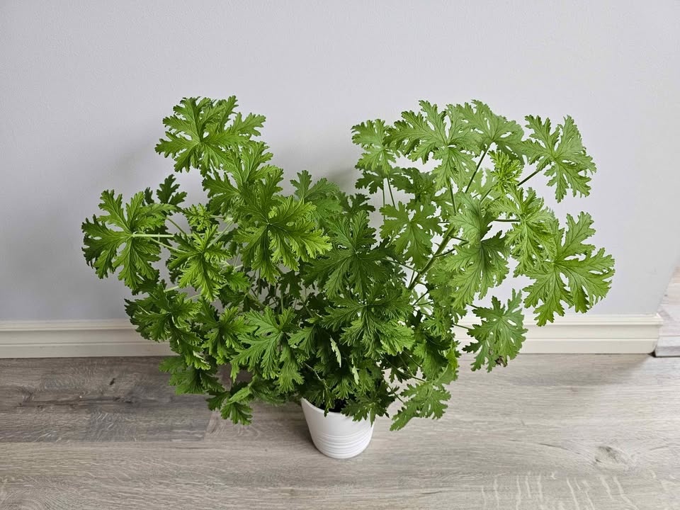 Large Pelargonium 'Citrosum' - photo 2