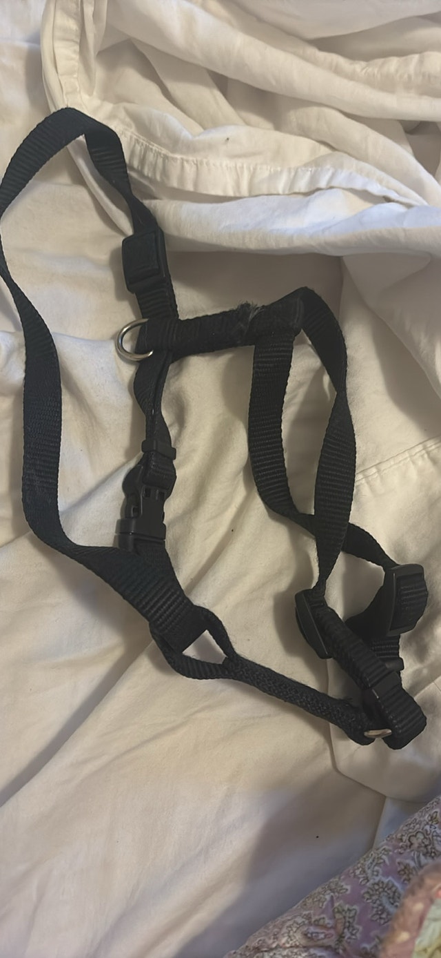 Puppy harness