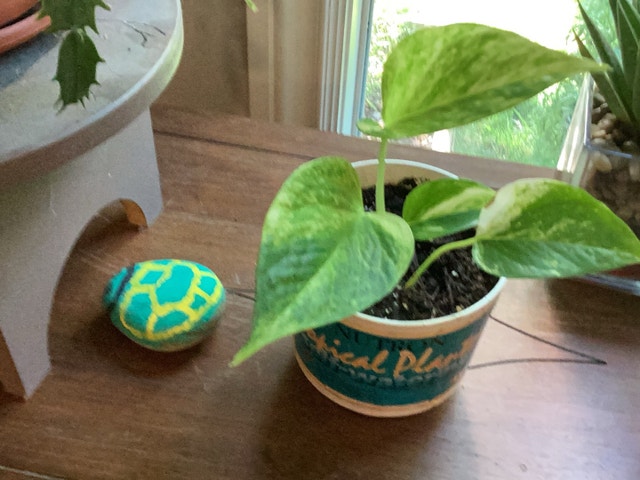 Gold python plant