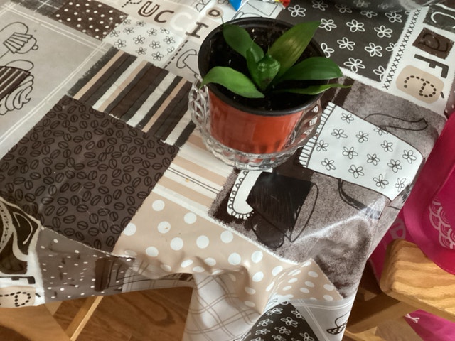Snake Plant