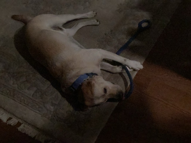I do dog walking