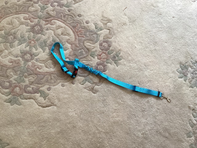 Dog Bike Leash and a car seat belt