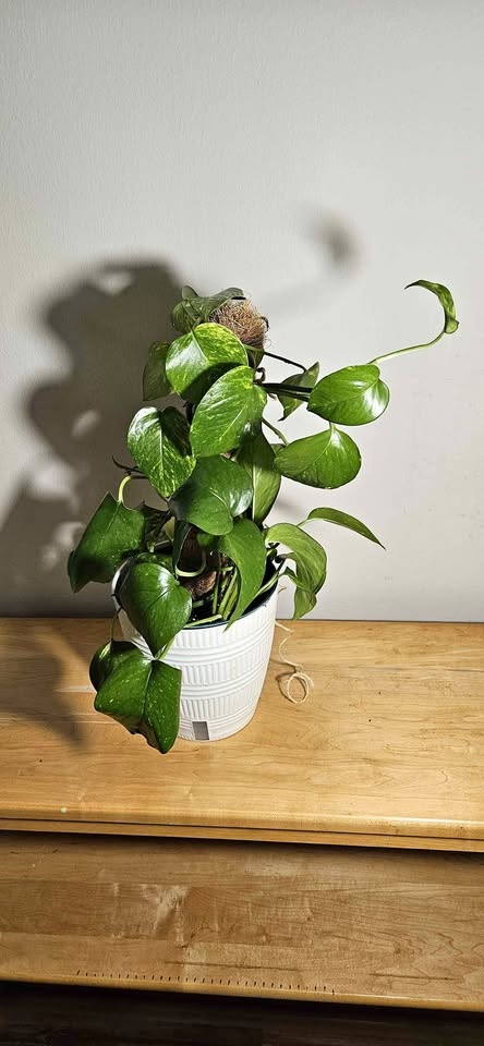 Pothos