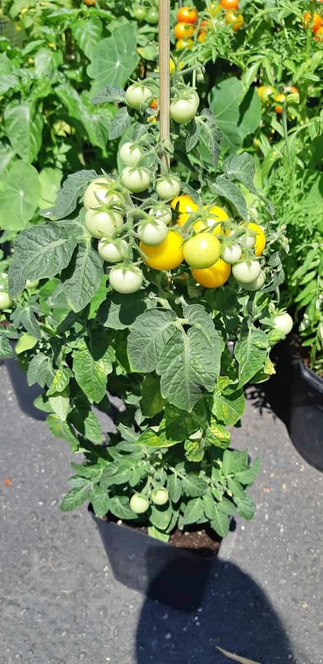 Birdie Jaune Micro-dwarf Yellow tomato seeds